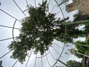 Gazebo della Corona Britannica Verde