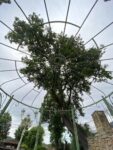 Gazebo della Corona Britannica Verde