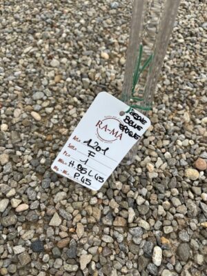 Sedie Belle Époque Trasparenti