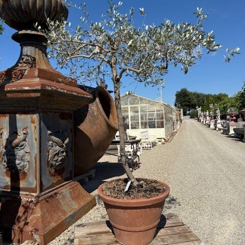 Conca in Cotto con Ulivo