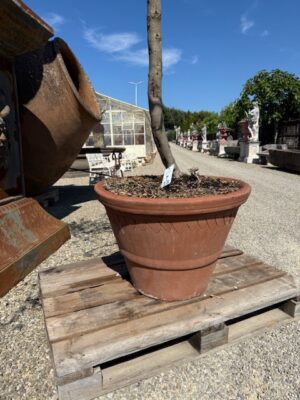 Conca in Cotto con Ulivo