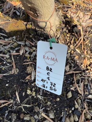 Conca in Cotto con Ulivo