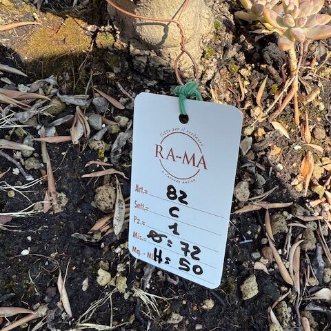 Conca in Cotto con Ulivo