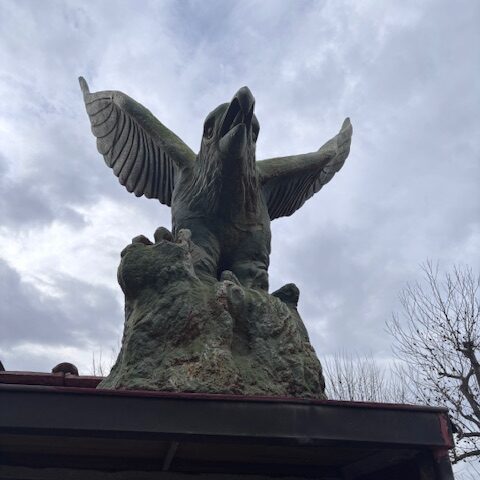 aquila