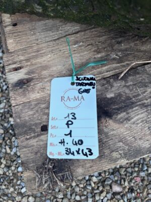 Scultura in Pietra con Tartarughe