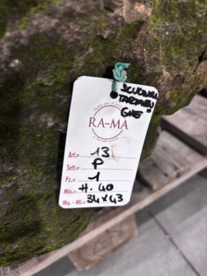 Scultura in Pietra con Tartarughe