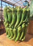 Vasi Peperoncini Verdi in cotto