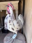 Gallo in ferro Piccolo